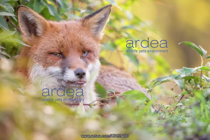 : Red Fox. Urban Red Fox (Vulpes vulpes) lying down in foliage, England, Essex, Walthamstow : Red Fox. Urban Red Fox (Vulpes vulpes) lying down in foliage, England, Essex, Walthamstow