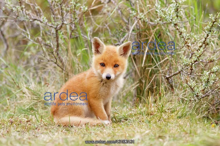 : Red Fox (Vulpes vulpes) kit peeking direction photographer : Red Fox (Vulpes vulpes) kit peeking direction photographer