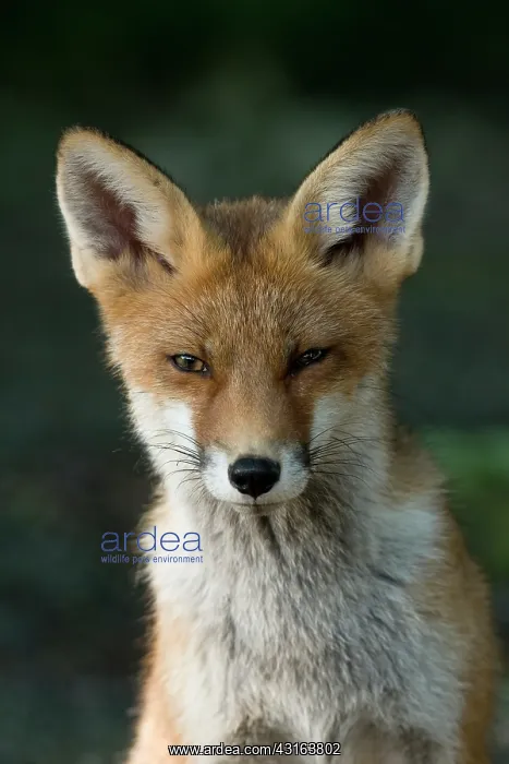 : Red Fox. Portrait of a young fox (Vulpes vulpes) with a dark background : Red Fox. Portrait of a young fox (Vulpes vulpes) with a dark background
