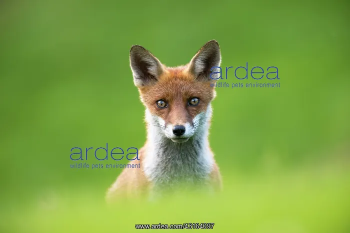 : Red Fox. Red fox (Vulpes vulpes) cub portrait, England, Sussex, Ashdown Forest : Red Fox. Red fox (Vulpes vulpes) cub portrait, England, Sussex, Ashdown Forest