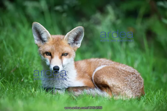 : Red Fox. Red fox (Vulpes vulpes) cub portrait, England, Sussex, Ashdown Forest : Red Fox. Red fox (Vulpes vulpes) cub portrait, England, Sussex, Ashdown Forest