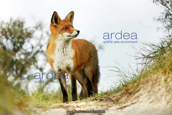  : Red Fox (Vulpes vulpes) standing on top of a dune