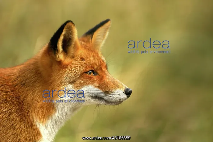 : Red Fox (Vulpes vulpes) adult portrait, The Netherlands : Red Fox (Vulpes vulpes) adult portrait, The Netherlands