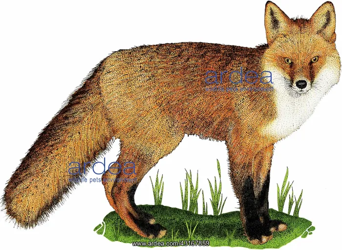 : Red fox (Vulpes vulpes) illustration : Red fox (Vulpes vulpes) illustration