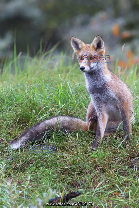 : Red Fox. Young Red Fox (Vulpes vulpes) scratching himself in the dunes : Red Fox. Young Red Fox (Vulpes vulpes) scratching himself in the dunes