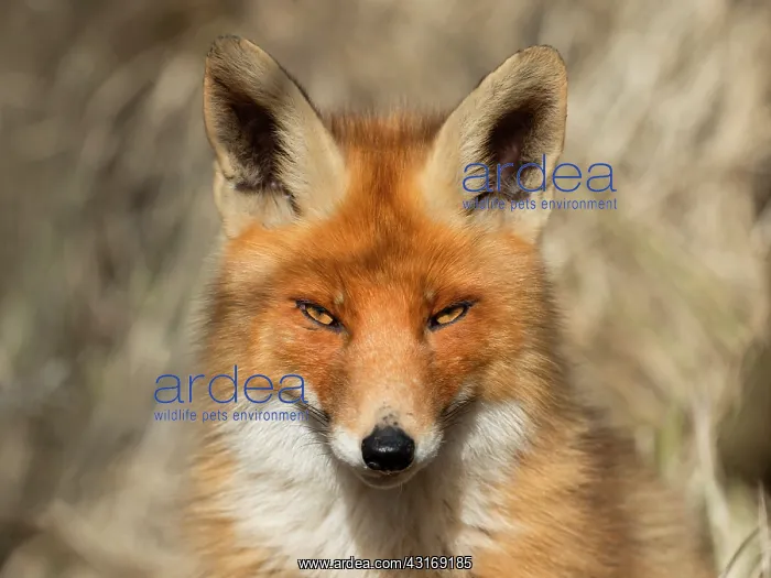 : Red Fox. Portrait of a Red fox (Vulpes vulpes), The Netherlands, Noord holland, ADW : Red Fox. Portrait of a Red fox (Vulpes vulpes), The Netherlands, Noord holland, ADW