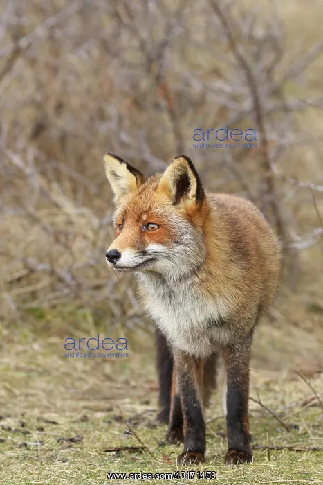 : Red Fox (Vulpes vulpes) in the dunes, The Netherlands, Noord-Holland : Red Fox (Vulpes vulpes) in the dunes, The Netherlands, Noord-Holland