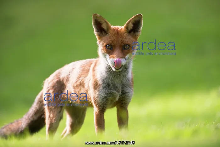 : Red Fox. Red fox (Vulpes vulpes) cub licking nose, England, Sussex, Ashdown Forest : Red Fox. Red fox (Vulpes vulpes) cub licking nose, England, Sussex, Ashdown Forest