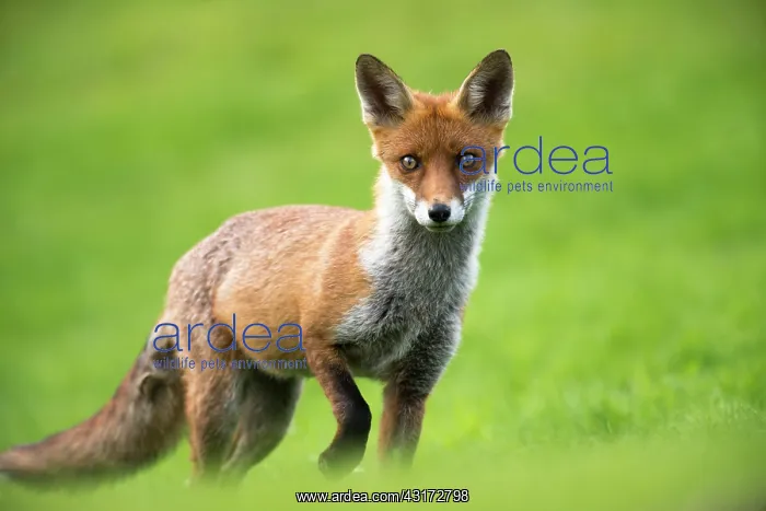 : Red Fox (Vulpes vulpes) cub in the grass, England, Sussex : Red Fox (Vulpes vulpes) cub in the grass, England, Sussex