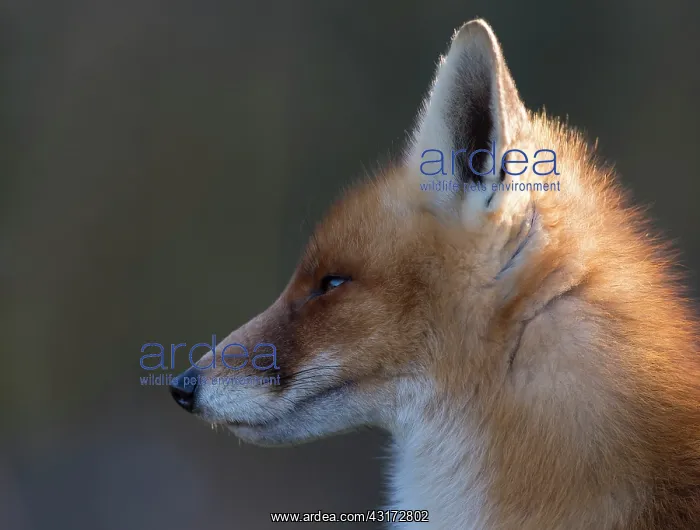 : Red Fox. Red fox (Vulpus vulpus) Portrait, The Netherlands : Red Fox. Red fox (Vulpus vulpus) Portrait, The Netherlands