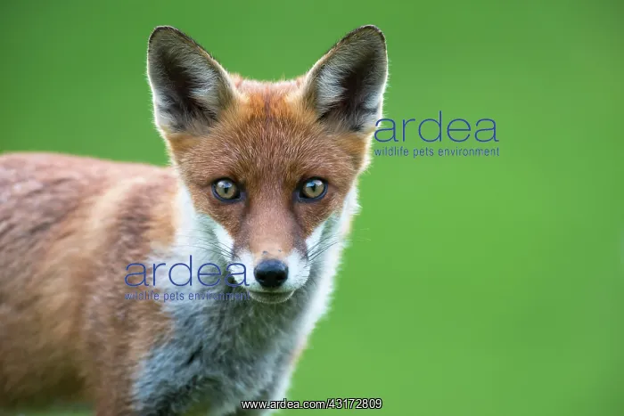 : Red Fox. Red fox (Vulpes vulpes) cub portrait, England, Sussex, Ashdown Forest : Red Fox. Red fox (Vulpes vulpes) cub portrait, England, Sussex, Ashdown Forest