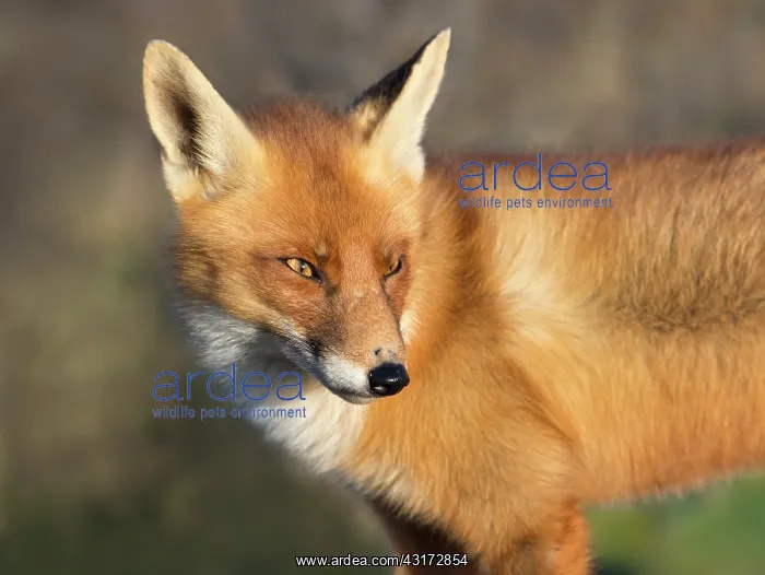 : Red Fox. Red fox (Vulpus vulpus) Portrait, The Netherlands : Red Fox. Red fox (Vulpus vulpus) Portrait, The Netherlands