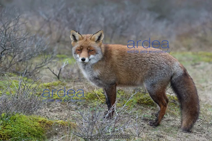 : Red Fox. Red fox (Vulpus vulpus) walking in the dunes : Red Fox. Red fox (Vulpus vulpus) walking in the dunes