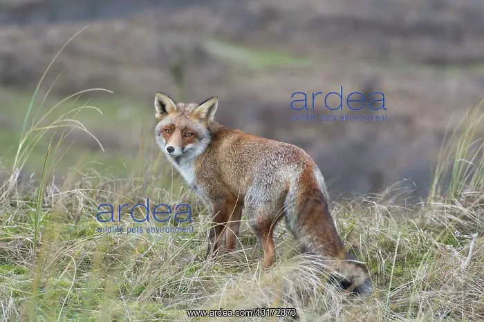 : Red Fox. Red fox (Vulpus vulpus) walking in the dunes : Red Fox. Red fox (Vulpus vulpus) walking in the dunes
