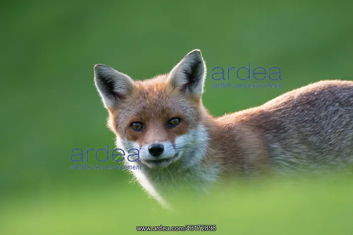 : Red Fox (Vulpes vulpes) cub in the grass, England, Sussex, Ashdown Forest : Red Fox (Vulpes vulpes) cub in the grass, England, Sussex, Ashdown Forest