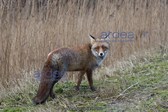 : Red Fox. Red fox (Vulpus vulpus) walking in the dunes : Red Fox. Red fox (Vulpus vulpus) walking in the dunes