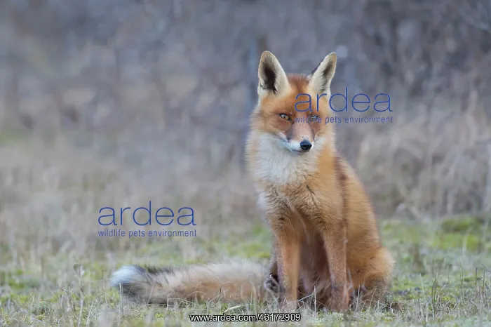 : Red Fox (Vulpus vulpus) sitting on the ground : Red Fox (Vulpus vulpus) sitting on the ground