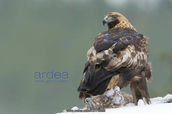 : Red Fox. Golden Eagle (Aquila chrysaetos) sitting on dead red fox : Red Fox. Golden Eagle (Aquila chrysaetos) sitting on dead red fox