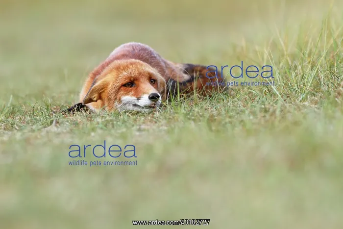  : Red Fox. Young Red fox (vulpes vulpes) showing submissive behavior towards