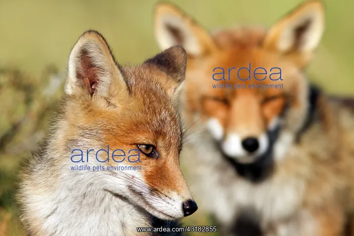 : Red Fox. Portrait of a young Red Fox (Vulpes vulpes) cub with the mother in the background : Red Fox. Portrait of a young Red Fox (Vulpes vulpes) cub with the mother in the background