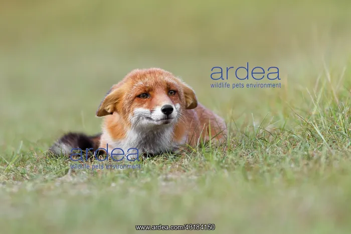 : Red Fox. Young Red fox (vulpes vulpes) showing submissive behavior towards : Red Fox. Young Red fox (vulpes vulpes) showing submissive behavior towards