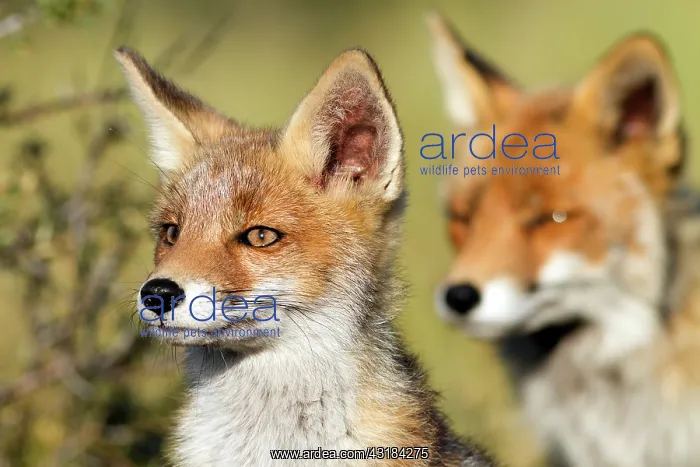 : Red Fox. Portrait of a young Red Fox (Vulpes vulpes) cub with the mother in the background : Red Fox. Portrait of a young Red Fox (Vulpes vulpes) cub with the mother in the background