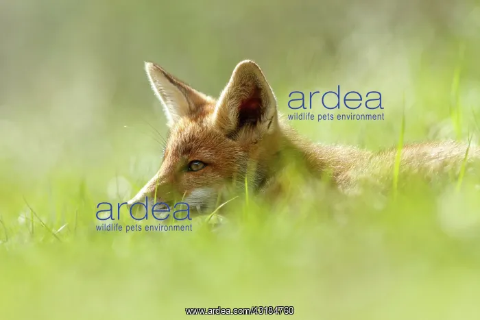 : Red Fox (Vulpes vulpes) kit relaxing in the grass : Red Fox (Vulpes vulpes) kit relaxing in the grass