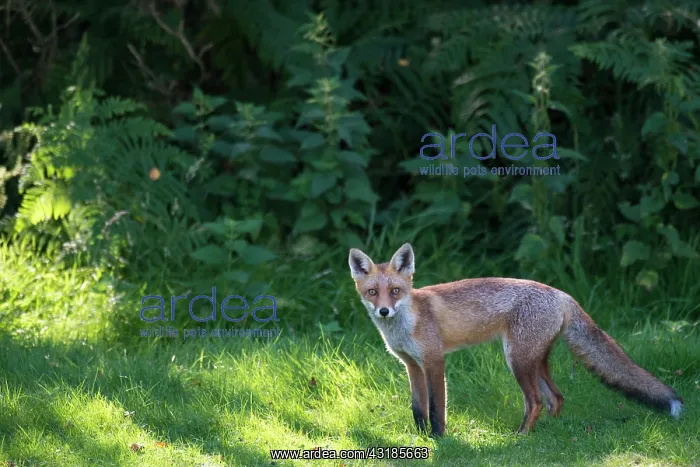 : Red Fox. Red fox (Vulpes vulpes) at edge of forest, England, Sussex, Ashdown Forest : Red Fox. Red fox (Vulpes vulpes) at edge of forest, England, Sussex, Ashdown Forest
