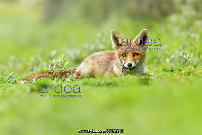 : Red Fox (Vulpes vulpes) kit devouring a prey. (probably a young bird) : Red Fox (Vulpes vulpes) kit devouring a prey. (probably a young bird)