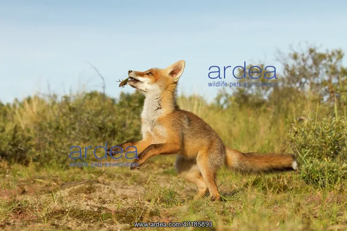 : Red Fox (Vulpes vulpes) kit playing with a piece of moss : Red Fox (Vulpes vulpes) kit playing with a piece of moss