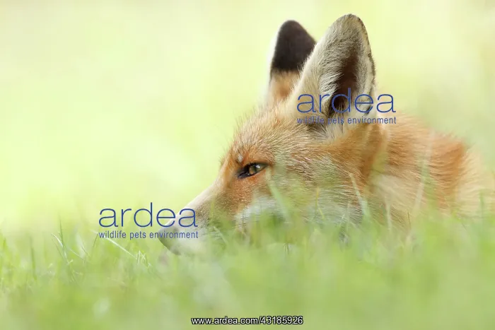 : Red Fox. Portrait of a Red Fox (Vulpes vulpes) relaxing in the grass : Red Fox. Portrait of a Red Fox (Vulpes vulpes) relaxing in the grass