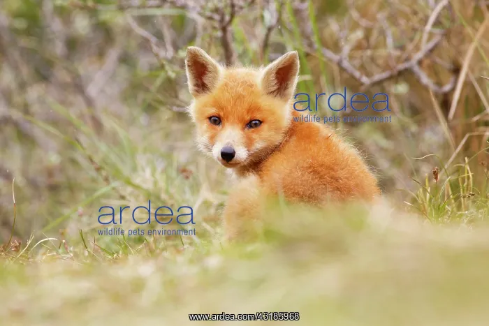 : Red Fox (Vulpes vulpes) kit sitting in the grass : Red Fox (Vulpes vulpes) kit sitting in the grass