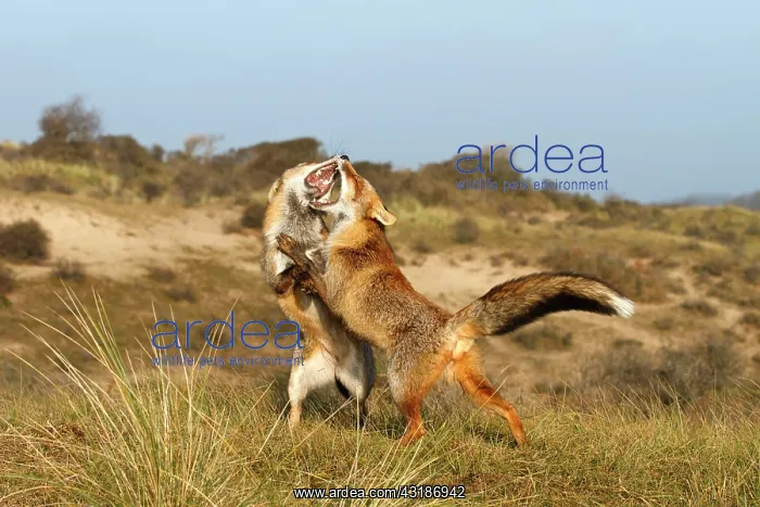 : Red Foxes (Vulpes vulpes) fighting agressively : Red Foxes (Vulpes vulpes) fighting agressively