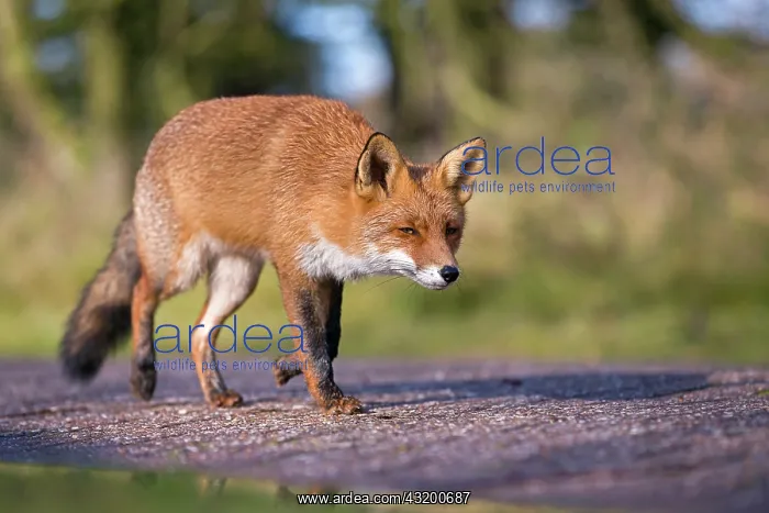 : Red Fox (Vulpes vulpes) walking on footpath : Red Fox (Vulpes vulpes) walking on footpath