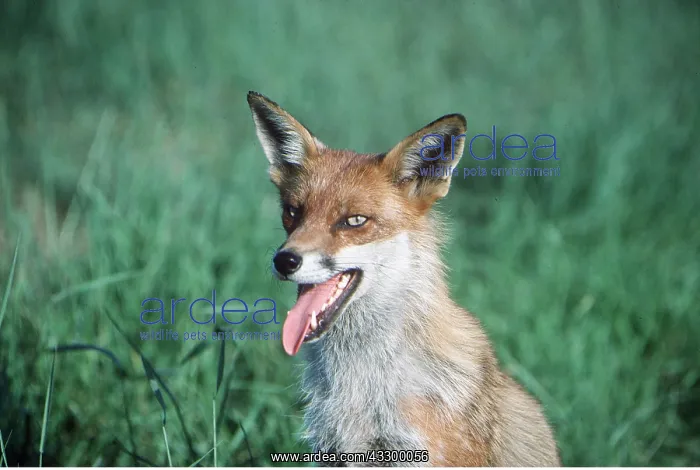 : RED FOX : RED FOX