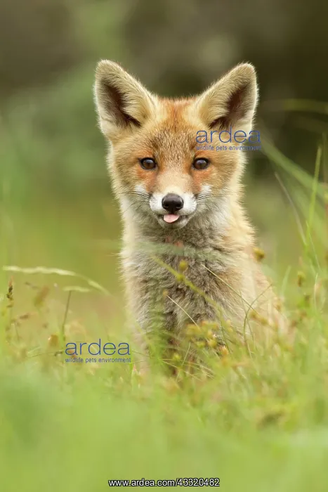 : Red Fox. Young Red fox kit (Vulpes vulpes) sitting in the grass : Red Fox. Young Red fox kit (Vulpes vulpes) sitting in the grass