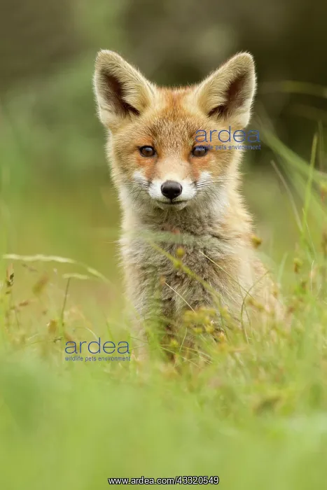 : Red Fox. Young Red fox kit (Vulpes vulpes) sitting in the grass and looking at the camera : Red Fox. Young Red fox kit (Vulpes vulpes) sitting in the grass and looking at the camera
