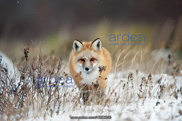 : Red Fox. Red fox (Vulpes vulpes) walking in snow : Red Fox. Red fox (Vulpes vulpes) walking in snow