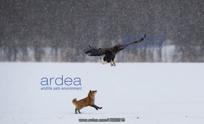 : Red Fox (Vulpes vulpes) in the snow is not happy with the presence of the : Red Fox (Vulpes vulpes) in the snow is not happy with the presence of the