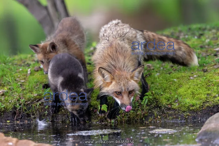 : RED FOX : RED FOX