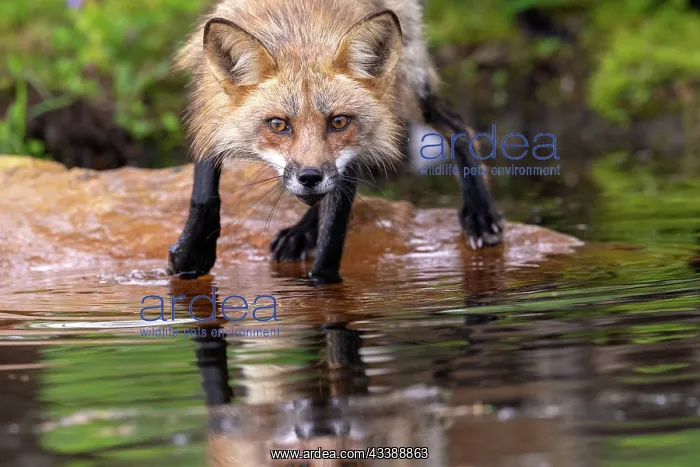 : RED FOX : RED FOX