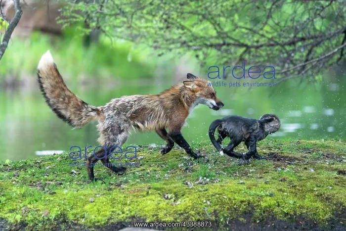 : RED FOX : RED FOX
