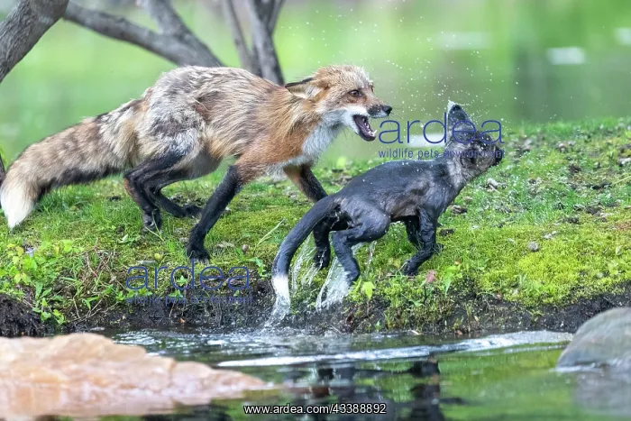 : RED FOX : RED FOX