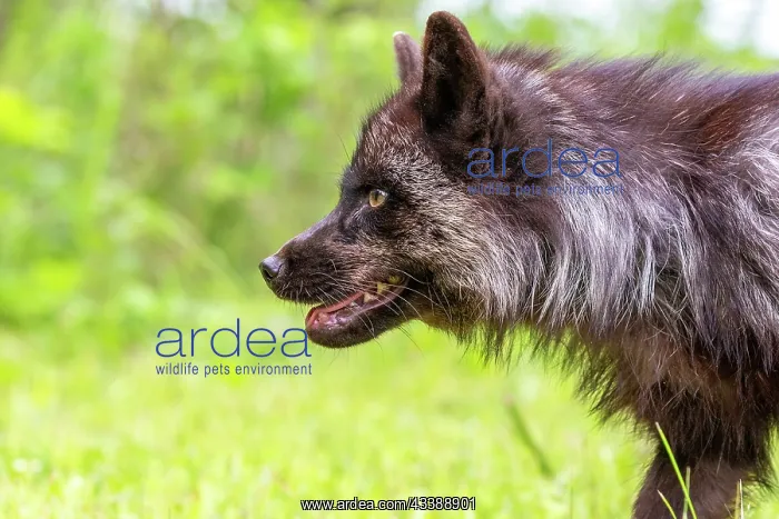 : RED FOX : RED FOX