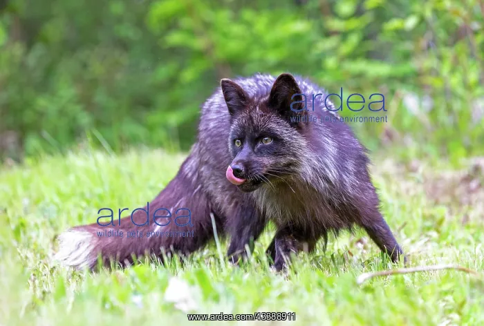 : RED FOX : RED FOX
