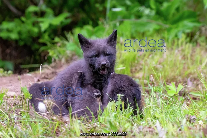 : RED FOX : RED FOX