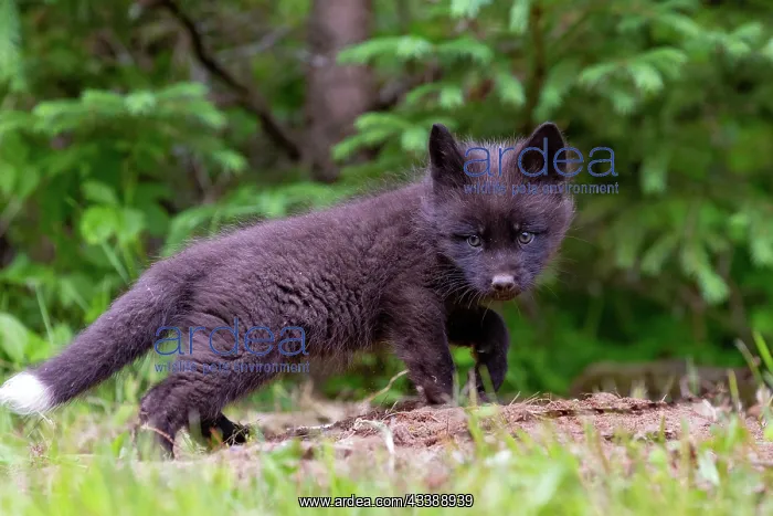 : RED FOX : RED FOX