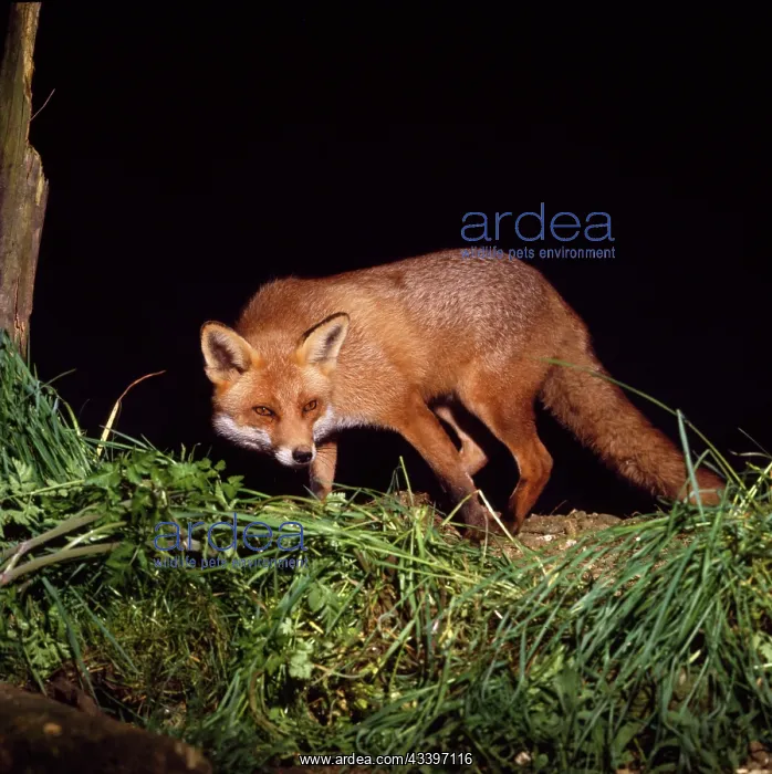 : RED FOX (Vulpes vulpes) : RED FOX (Vulpes vulpes)