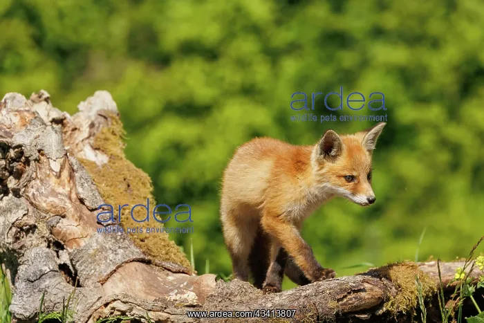 : Red Fox. Jeune Renard roux (Vulpes vulpes), en promenande dans les bois : Red Fox. Jeune Renard roux (Vulpes vulpes), en promenande dans les bois