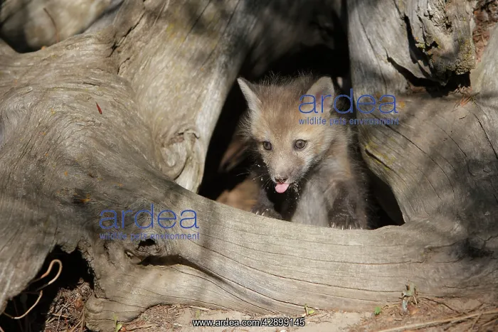 : Red Fox - 5 week old cub : Red Fox - 5 week old cub
